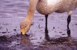 Singschwan