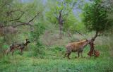 Tüpfelhyäne holt sich Wildhundriß