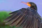 Kormoran