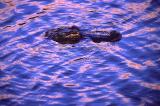 Missisippialligator
