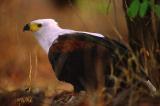 Schreiseeadler