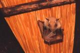 Fledermaus