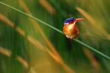 Malachiteisvogel